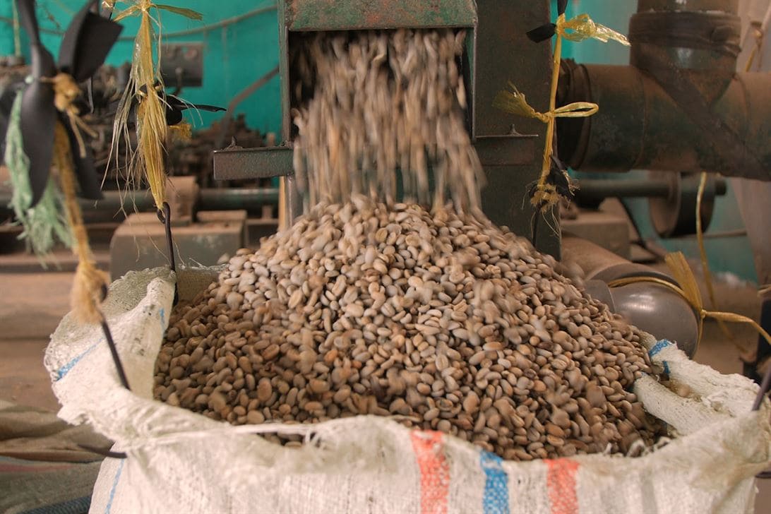 Action shot of coffee beans coming out of machinery and into a woven sack