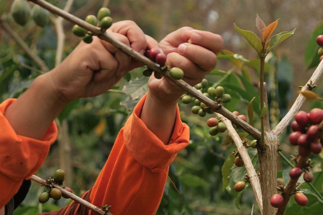 A child's hands picking coffee cherries off of a branch