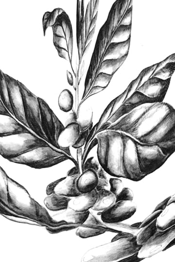 Illustration of plant leaves and fruit