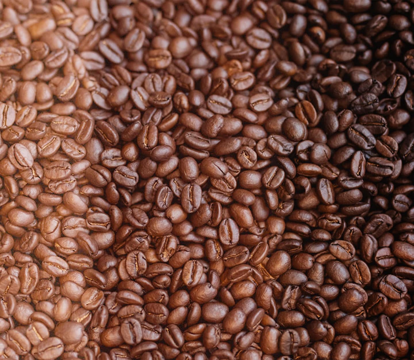 Close up of three shades of roasted coffee beans