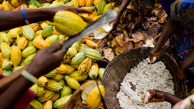 Cocoa pods being harvested
