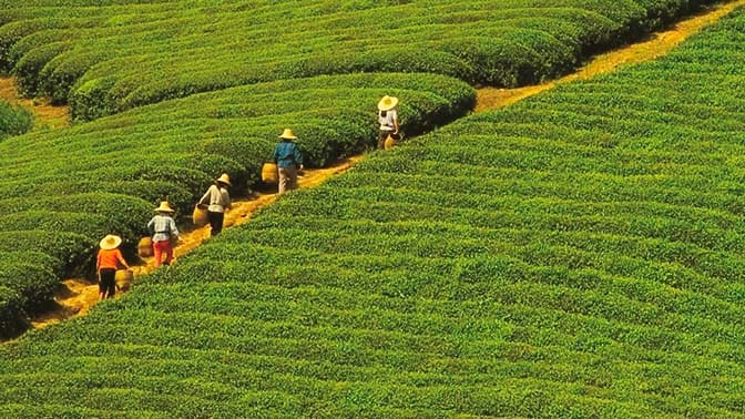 Workers walking through a tea plantation