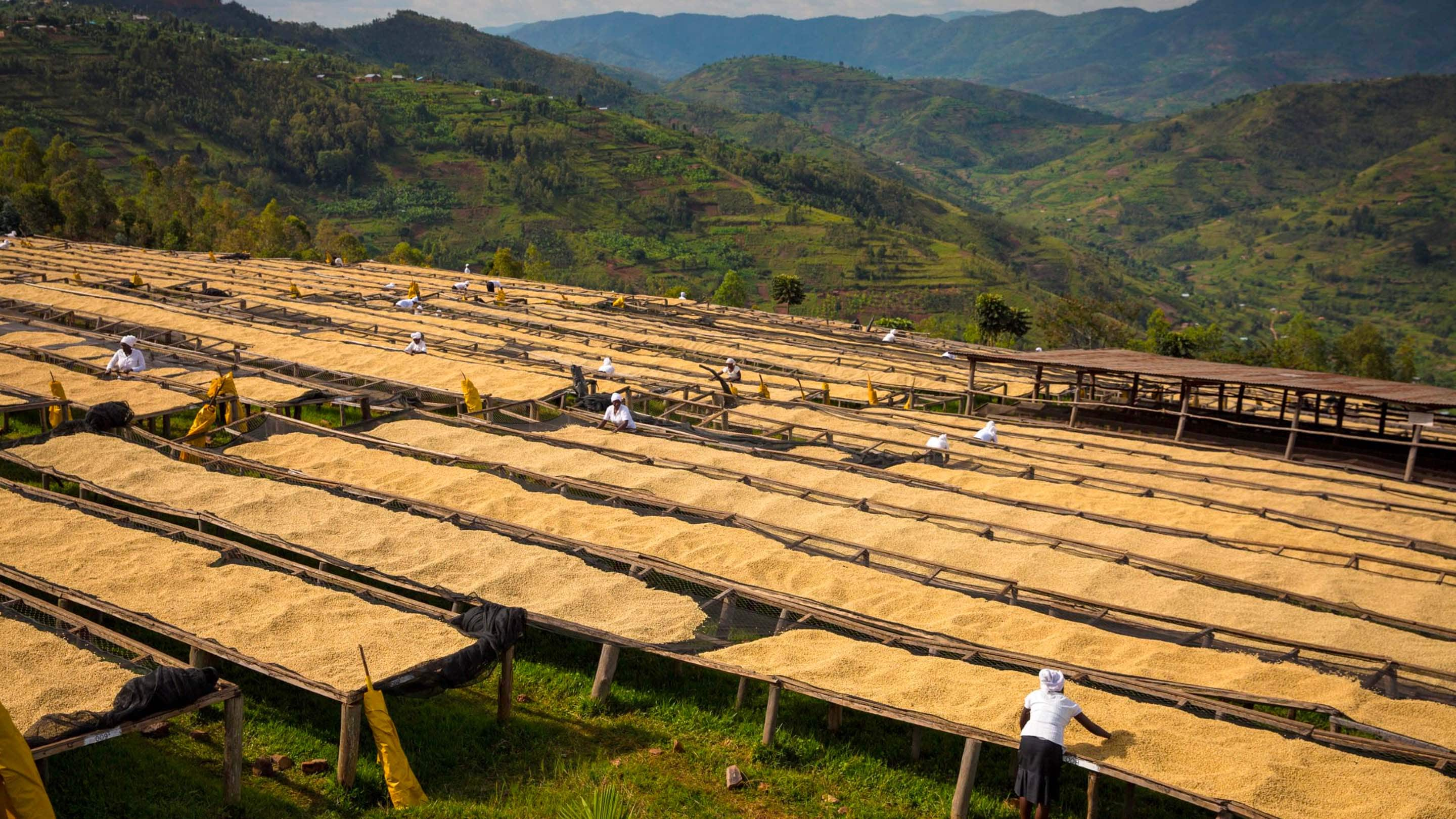 coffee beans being spread out to dry