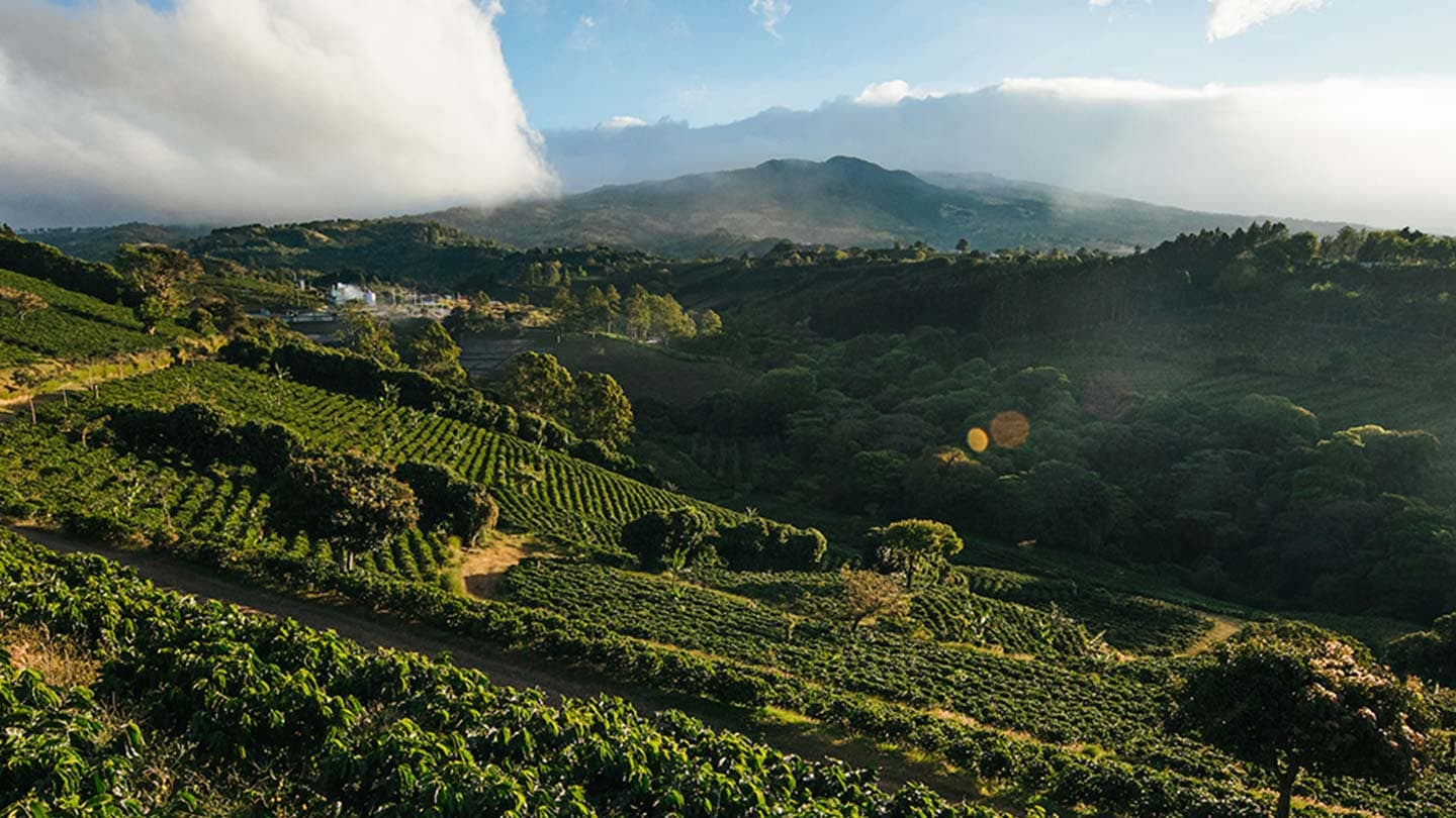 Sloping mountain filled with coffee trees in the early morning