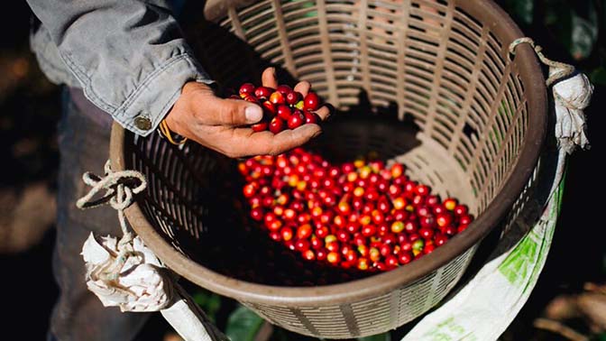 Hand picking coffee beans out of a basket