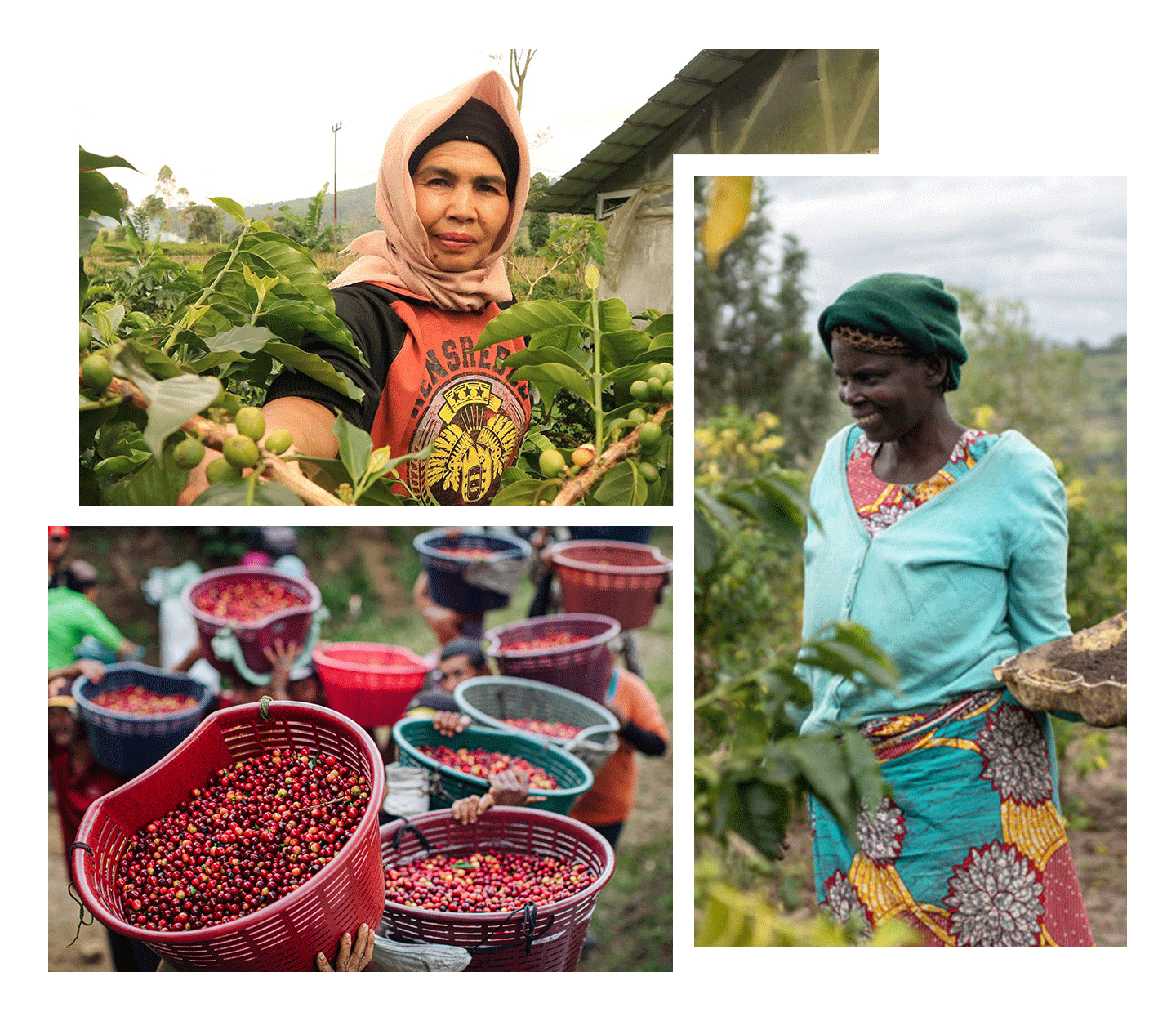 A collage of three images shows two women: one is of a woman holding a basket of green coffee beans  and the other is a woman holding a coffee branch. The third images shows buckets of fresh coffee cherries.