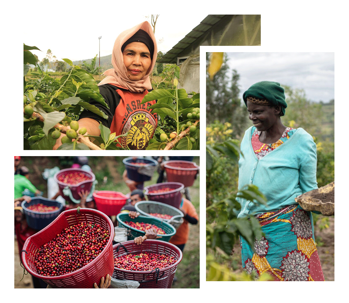 Un collage de trois images illustre deux femmes : l’une tient un panier rempli de grains de café verts tandis que l’autre tient une branche de caféier. La troisième image montre des seaux remplis de cerises de café fraîches.